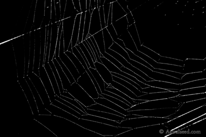 The Webs We Weave