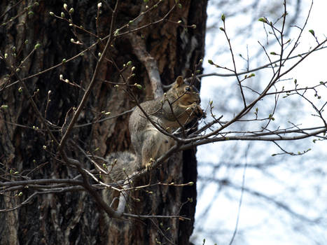 Squirrel in a Tree