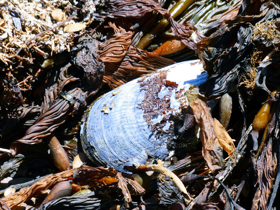 Shell and Kelp by TheLittle1 on DeviantArt