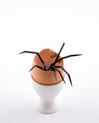 Spider Egg