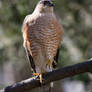 Sharp-shinned Hawk