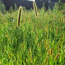Grasses in the Sun
