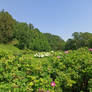 Wealth of Flowers