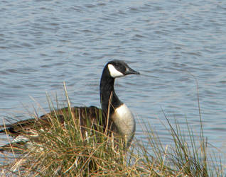 The Noble Canadian Goose