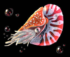 (Contest Entry) Nautilus