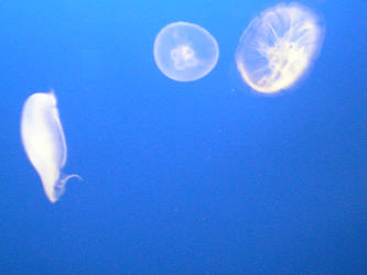 Jellyfish