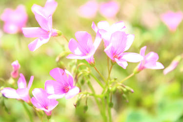 Pink Flowers