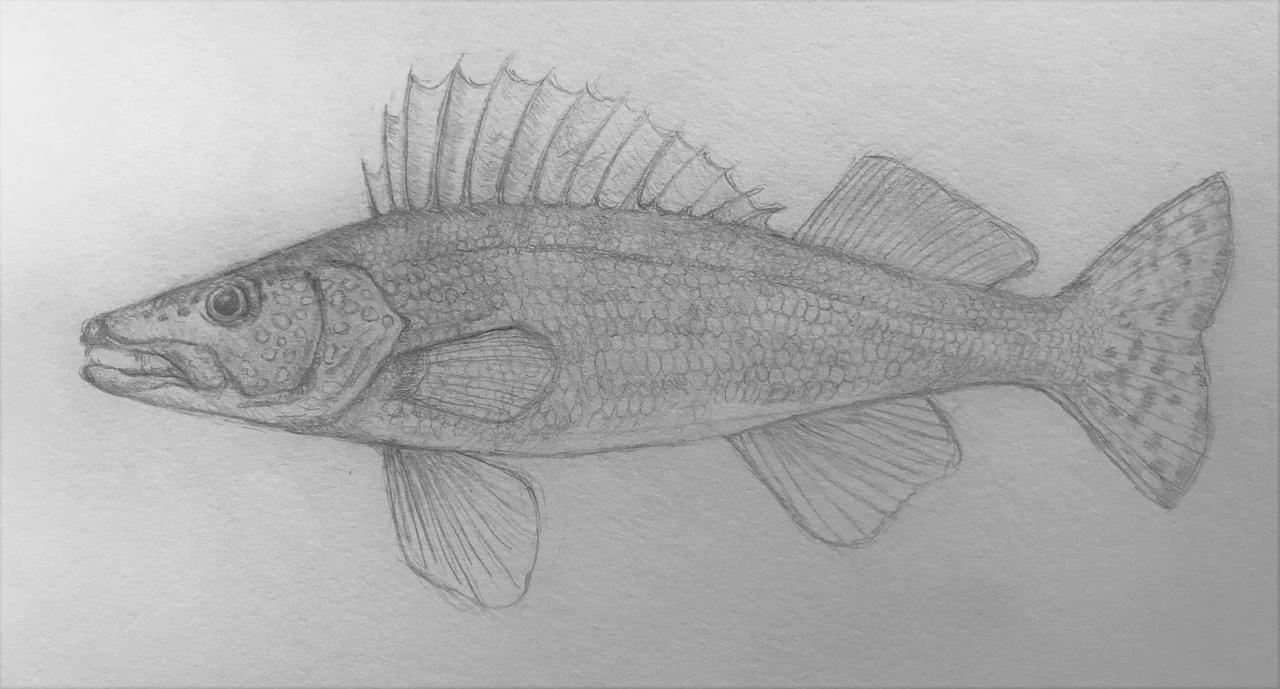 Walleye fish sketch by Xeon101 on DeviantArt