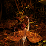 Autumn Fae