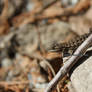 Lizard on the Lookout 1