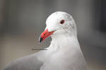 Seagull Photo Op