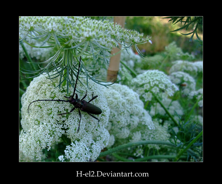 _Insects31 by H-el2 on DeviantArt