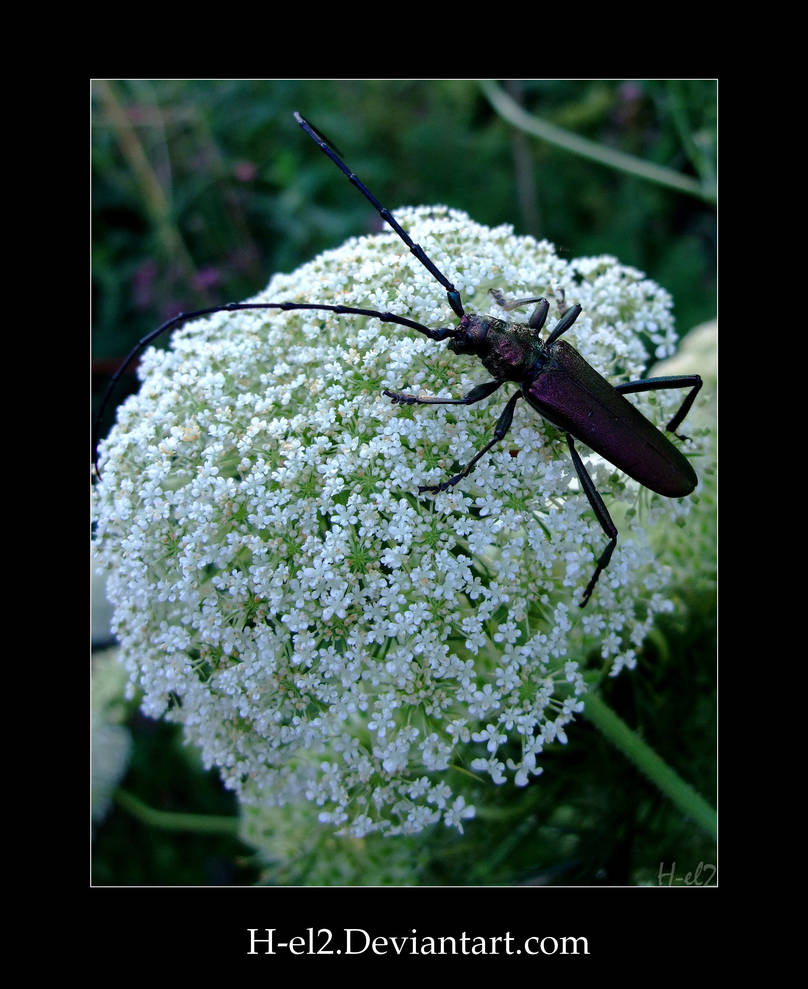 _Insects33 by H-el2 on DeviantArt