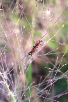 Catching Some Morning Dew