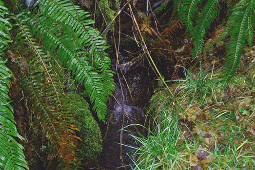 Minature Waterfall