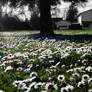 A house, WITH DAISIES