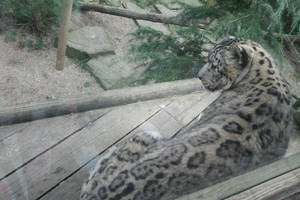 Snow Leopard Close Encouter