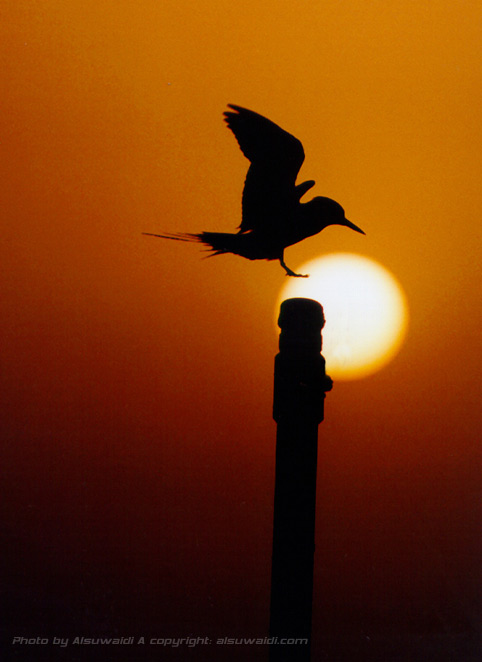 Sunset Bird