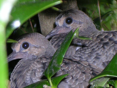 baby doves