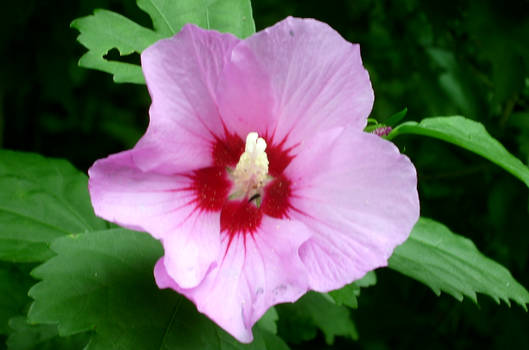 hibiscus