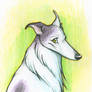 Borzoi