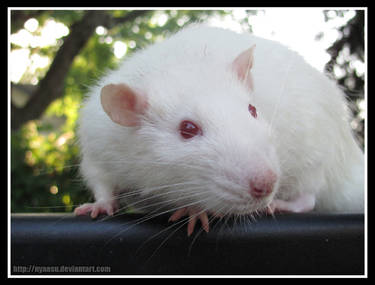 Mochi chillin' outside