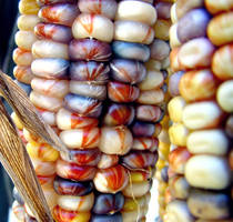 Technicolor Corn