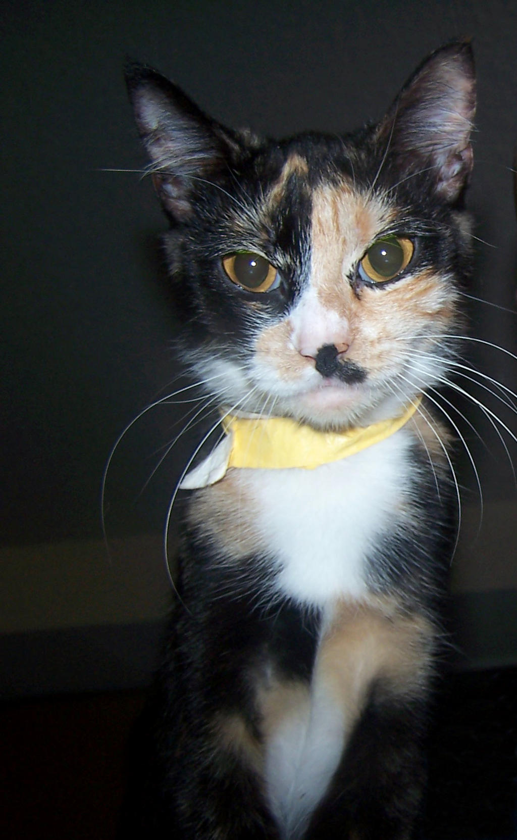 CalicoRibbon by BlueberrySentinel on DeviantArt