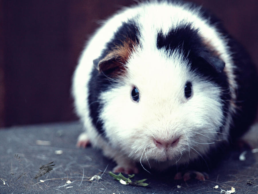 guinea pig - old style