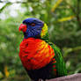 Rainbow Lorikeet