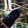 Common Raven - My Home