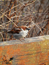 Little Sparrow