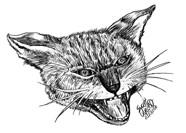 Angry Cat by Susetti on DeviantArt