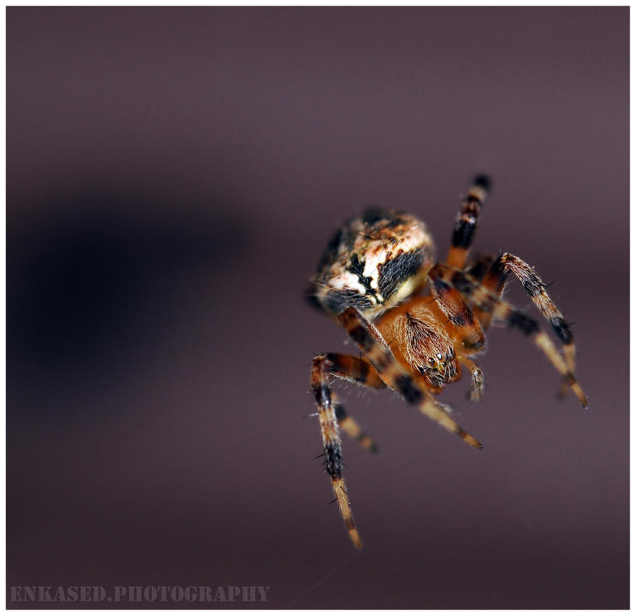 Garden Spider