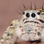 Phidippus Putnami