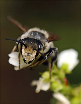 Black Bee Stare