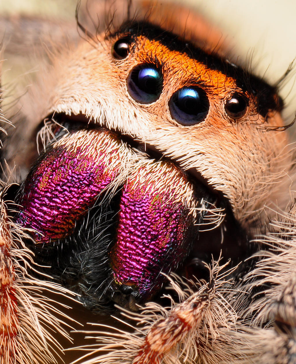 Lady Regal 2 by Enkphoto on DeviantArt