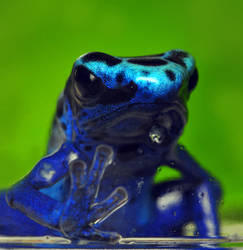 Poison Dart Frog