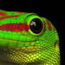 Day Gecko