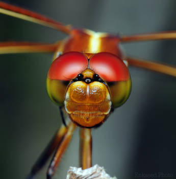 Balance by Enkphoto