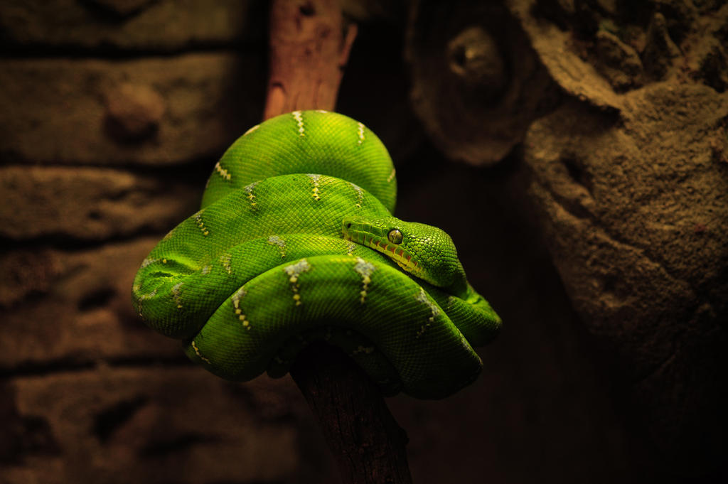 Emerald Tree Boa