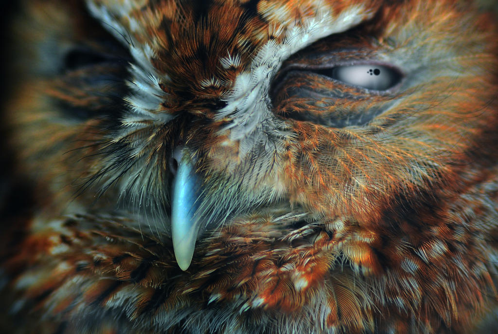 Baby Horned Owl by Enkphoto