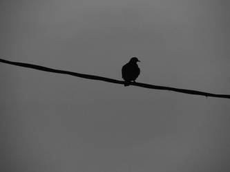 Bird On The Wire II