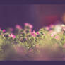 Where the Fairies Sleep