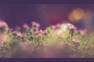 Where the Fairies Sleep