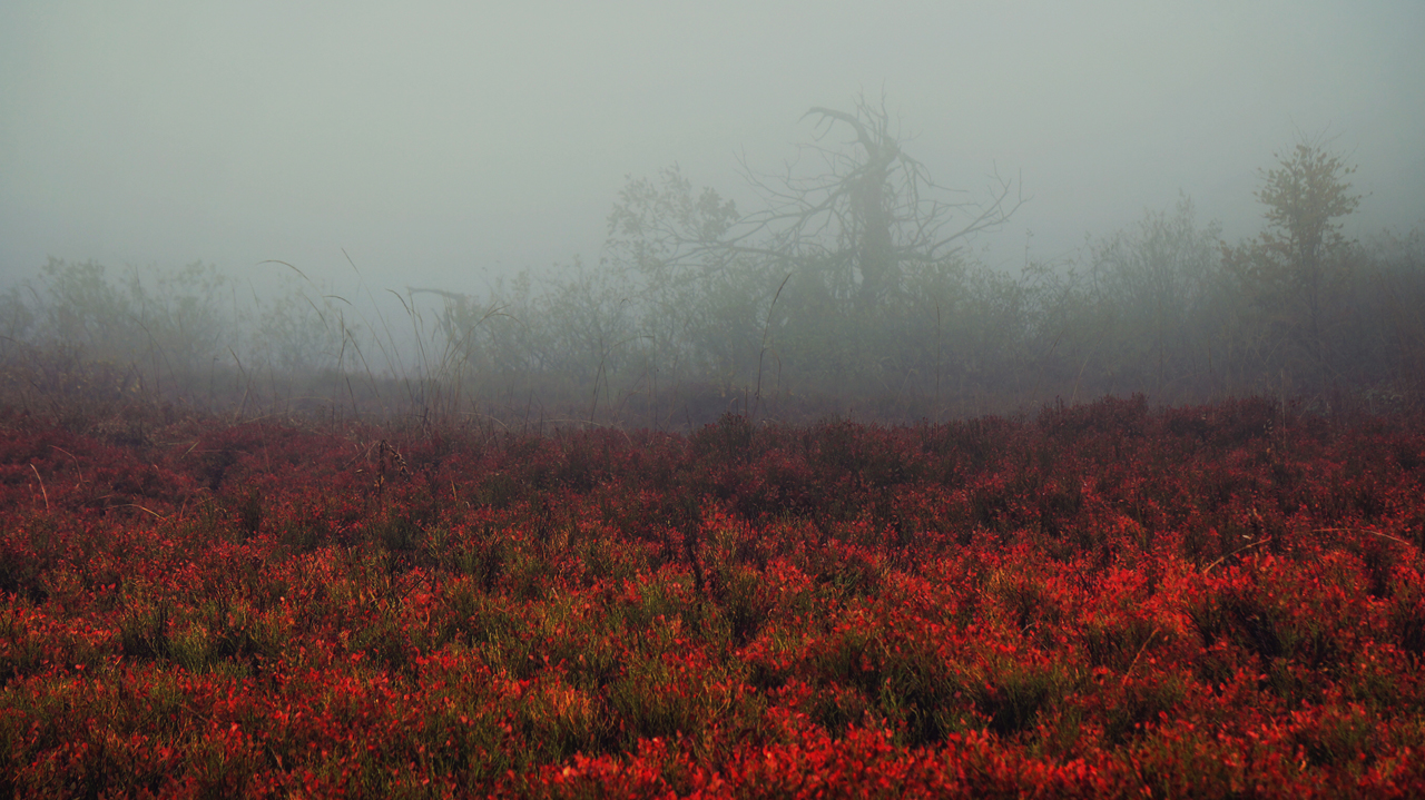 Crimson Meadow