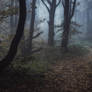 Where wolves howling in the shadows