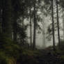 Wandering the dark paths