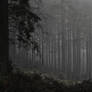 In the darkness of the day