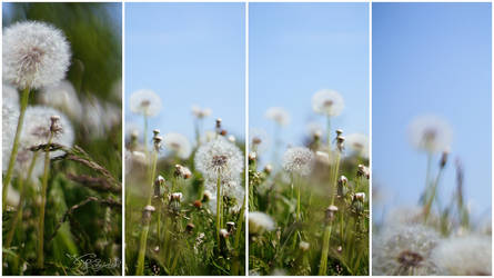 Dandelions, kites, wind